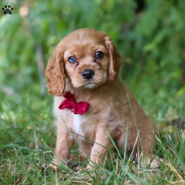 George, Cocker Spaniel Puppy